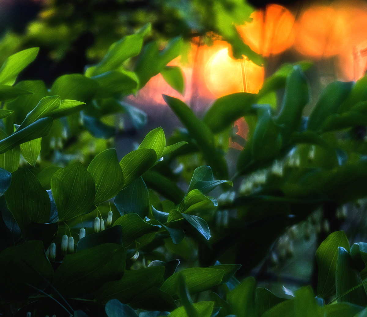 В зарослях купены