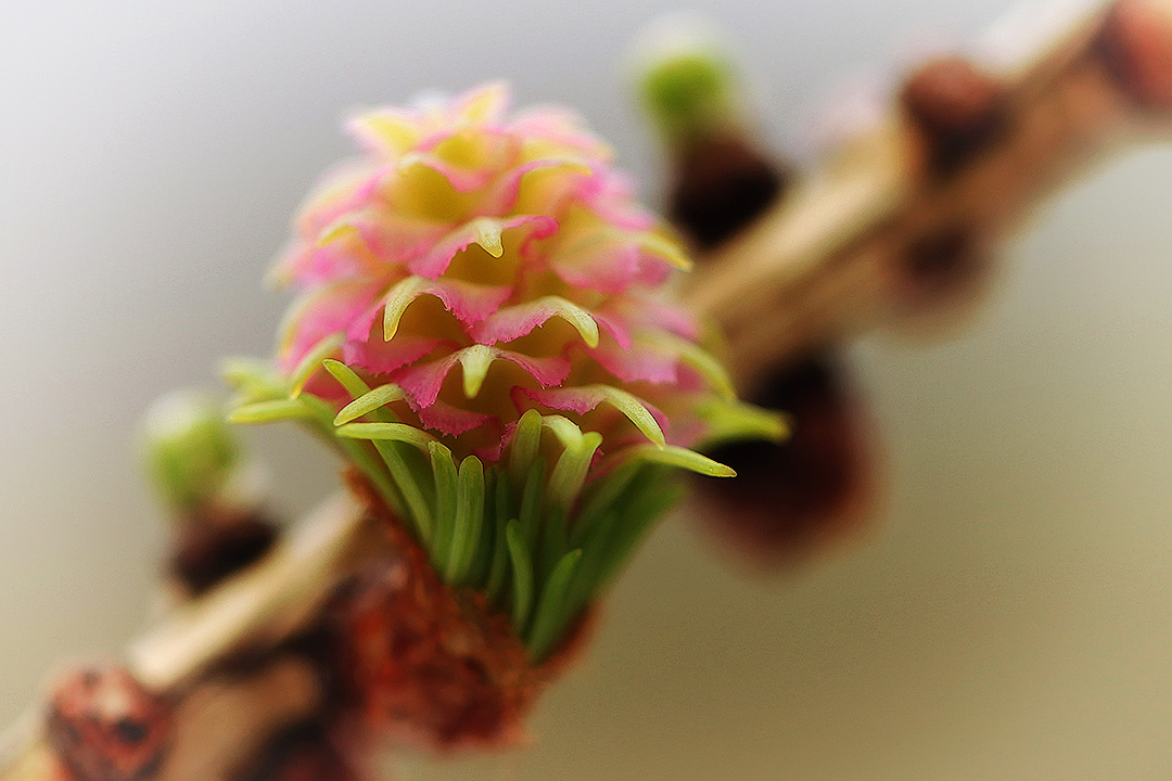 Когда цветёт лиственница