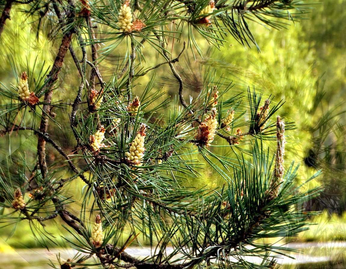 Зацвела сосна