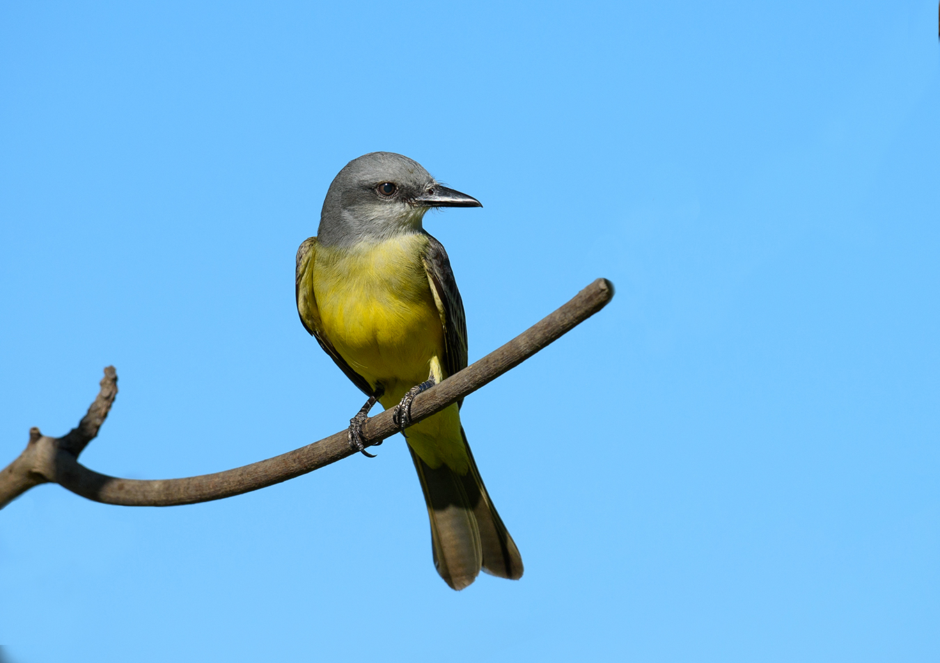 Cassin's kingbird (Tyrannus vociferans)