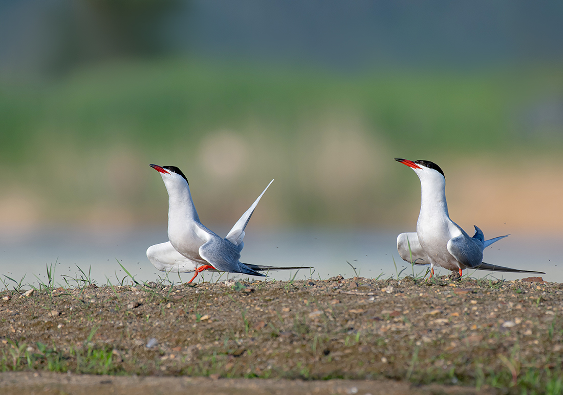 Речная крачка