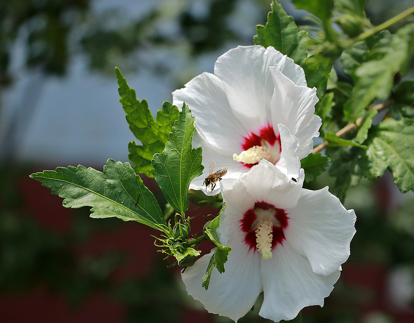 Гибискус сирийский
