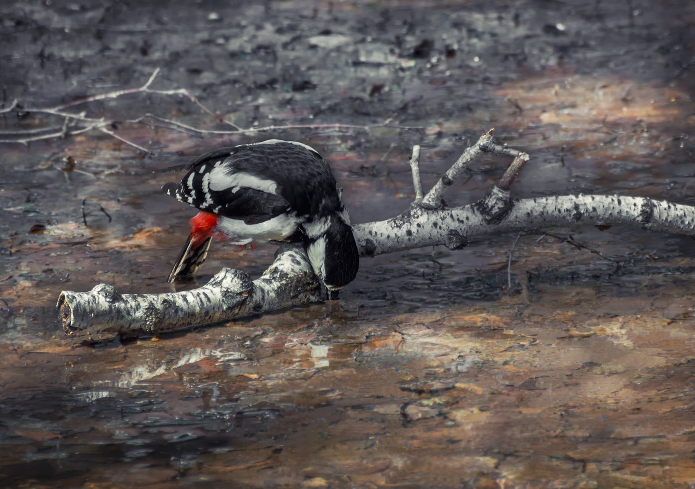 на водопое..