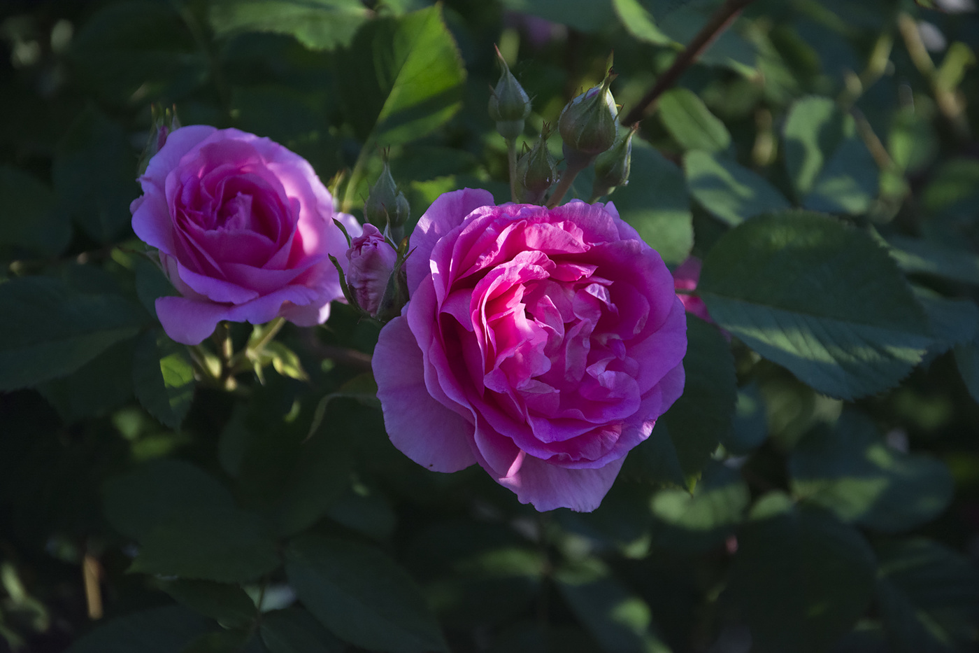 Утренний свет:)