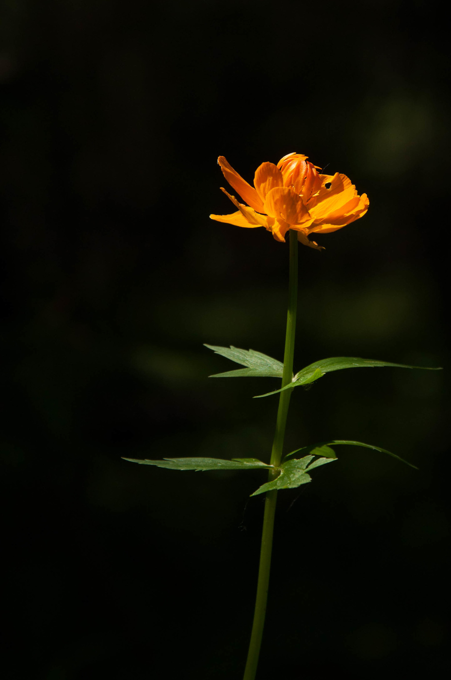 Купальница сибирская