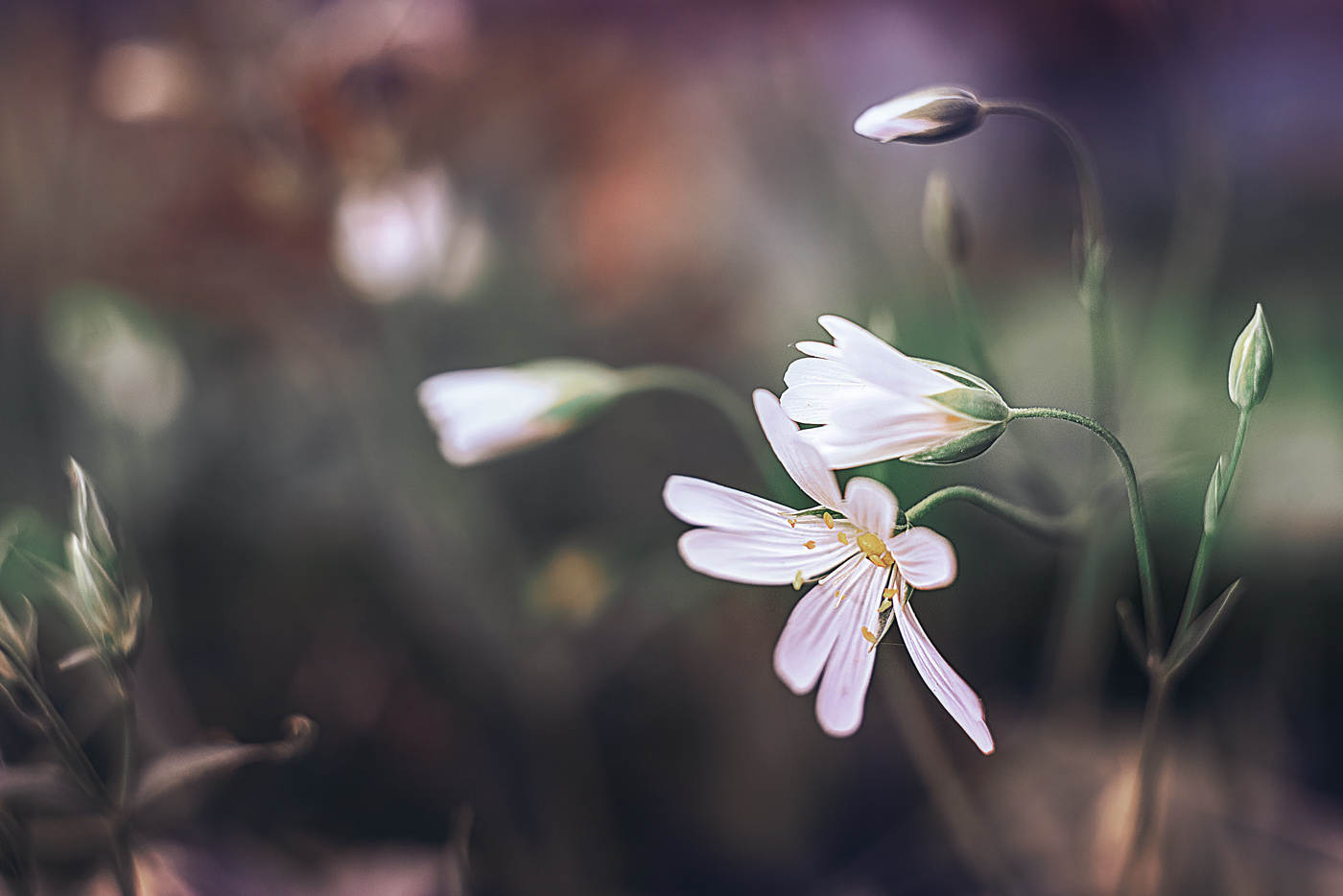 Природа гораздо богаче наших представлений...