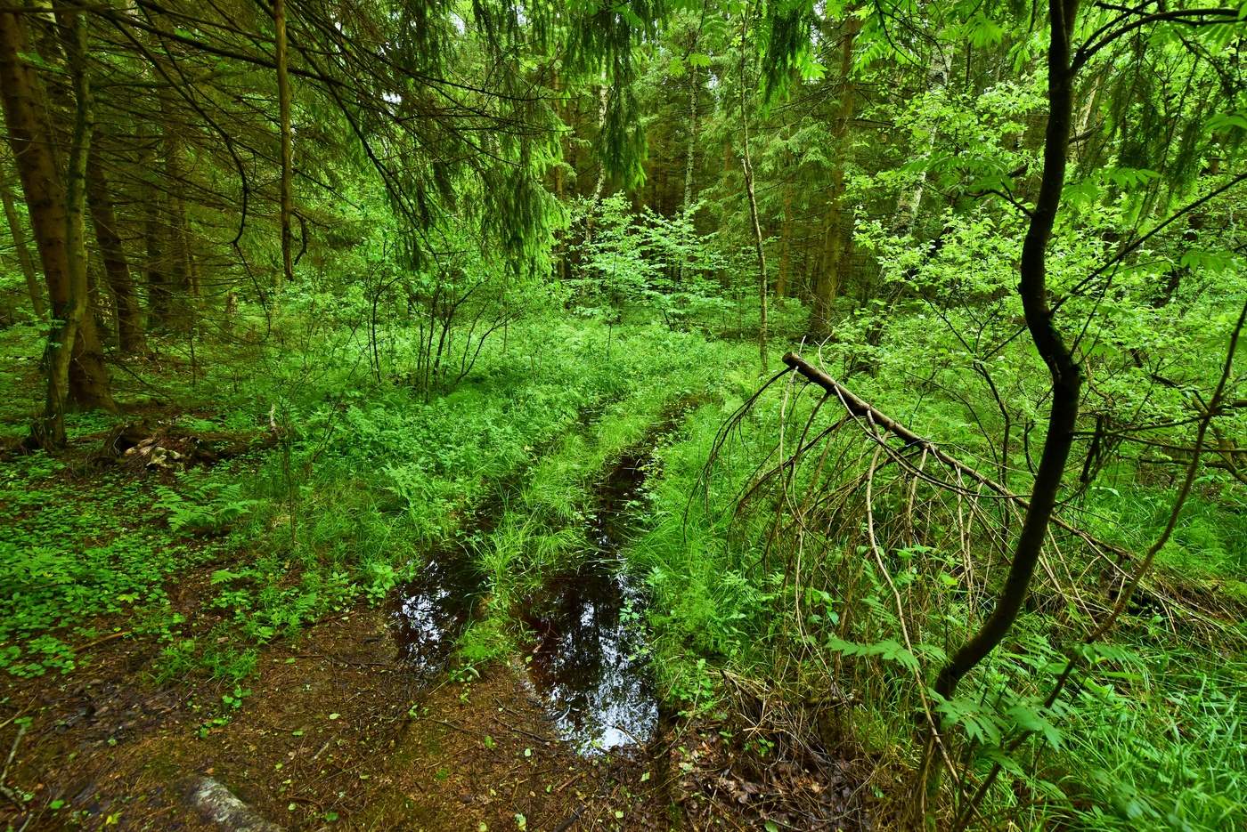 "В заплаканных глазах отражена дорога ..."