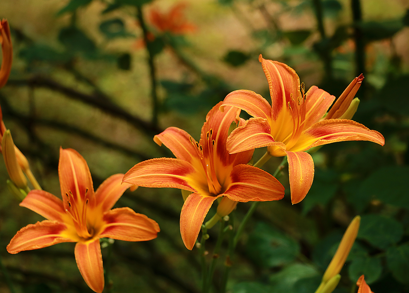 Три лилицы под окном...