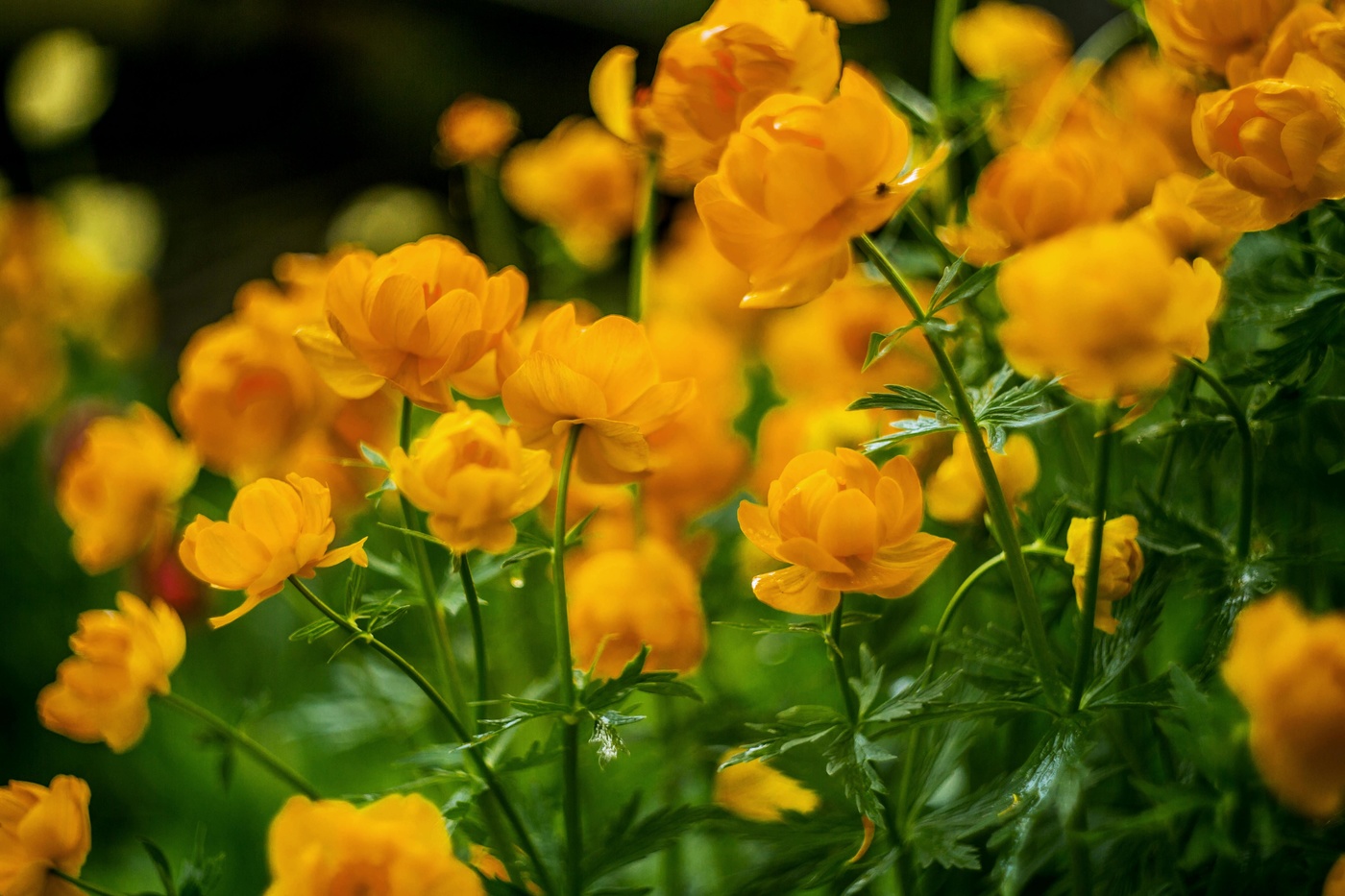 Купальница азиатская