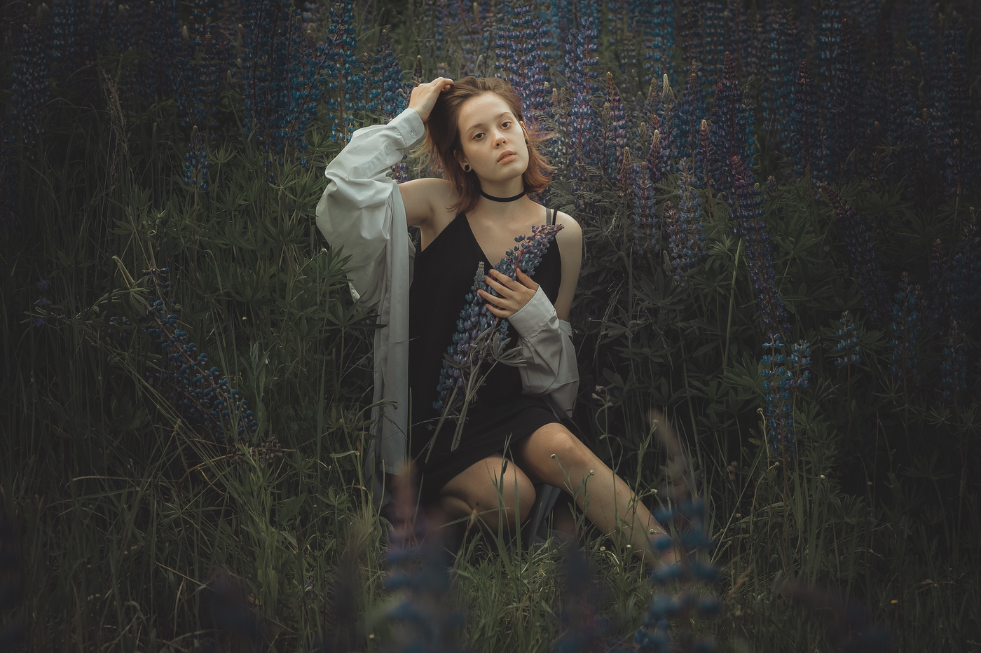 В люпиновой стране..