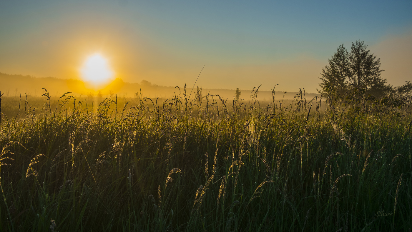 Утренние травы в полях.