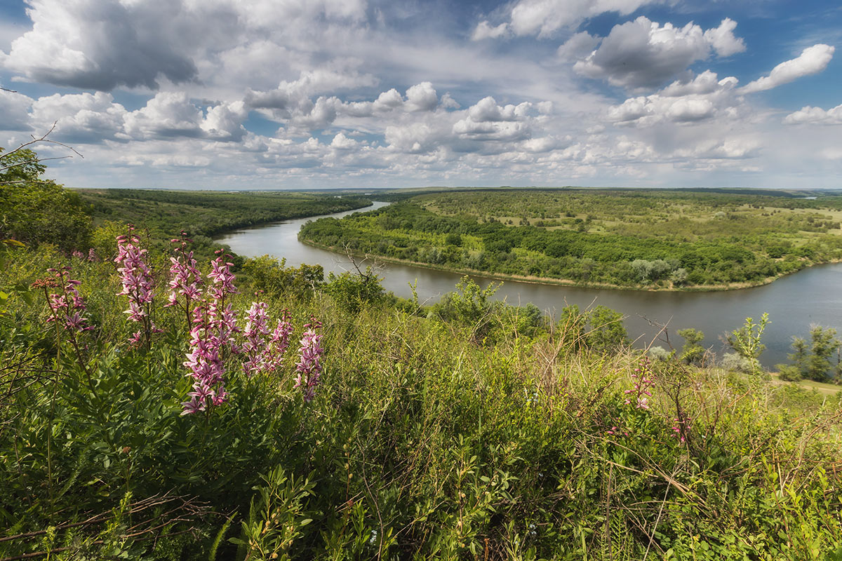 Ясенец цветет