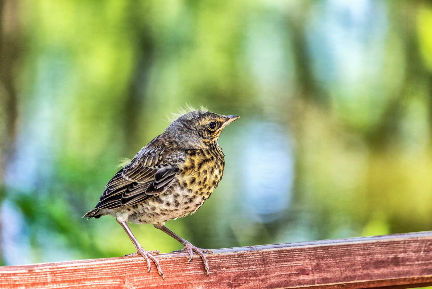 Птенчик дрозда