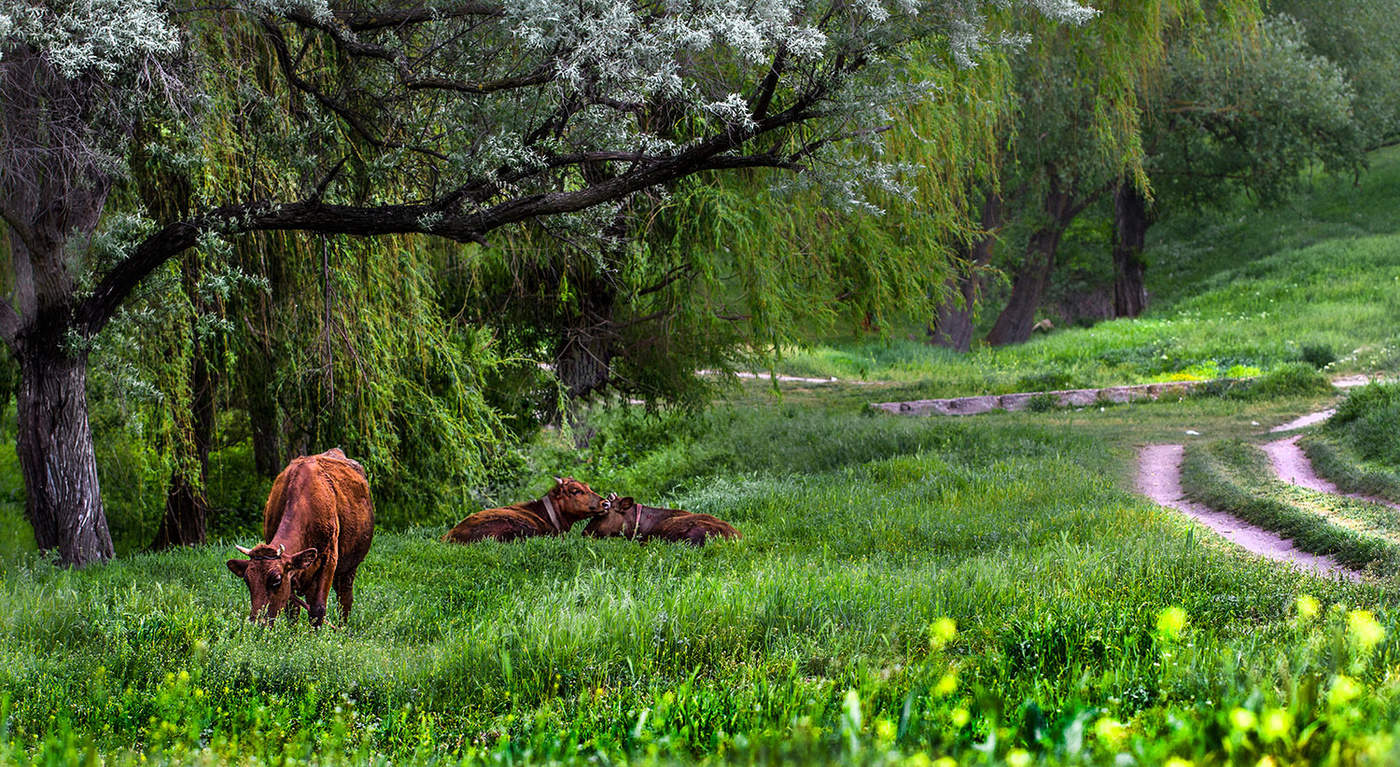 Сельский мотив