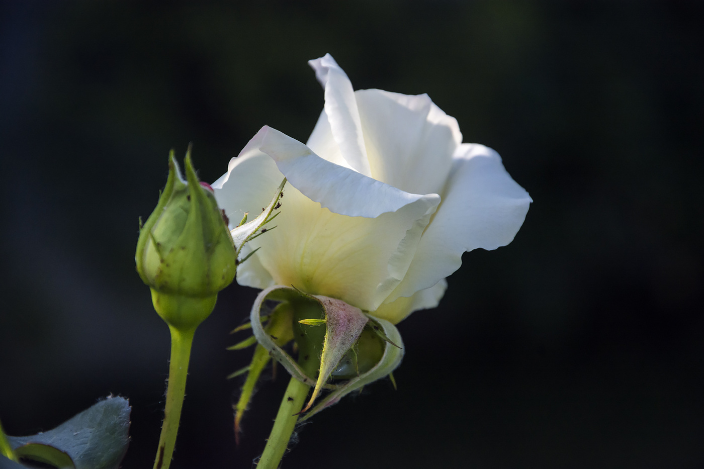 Одна была белая- белая...