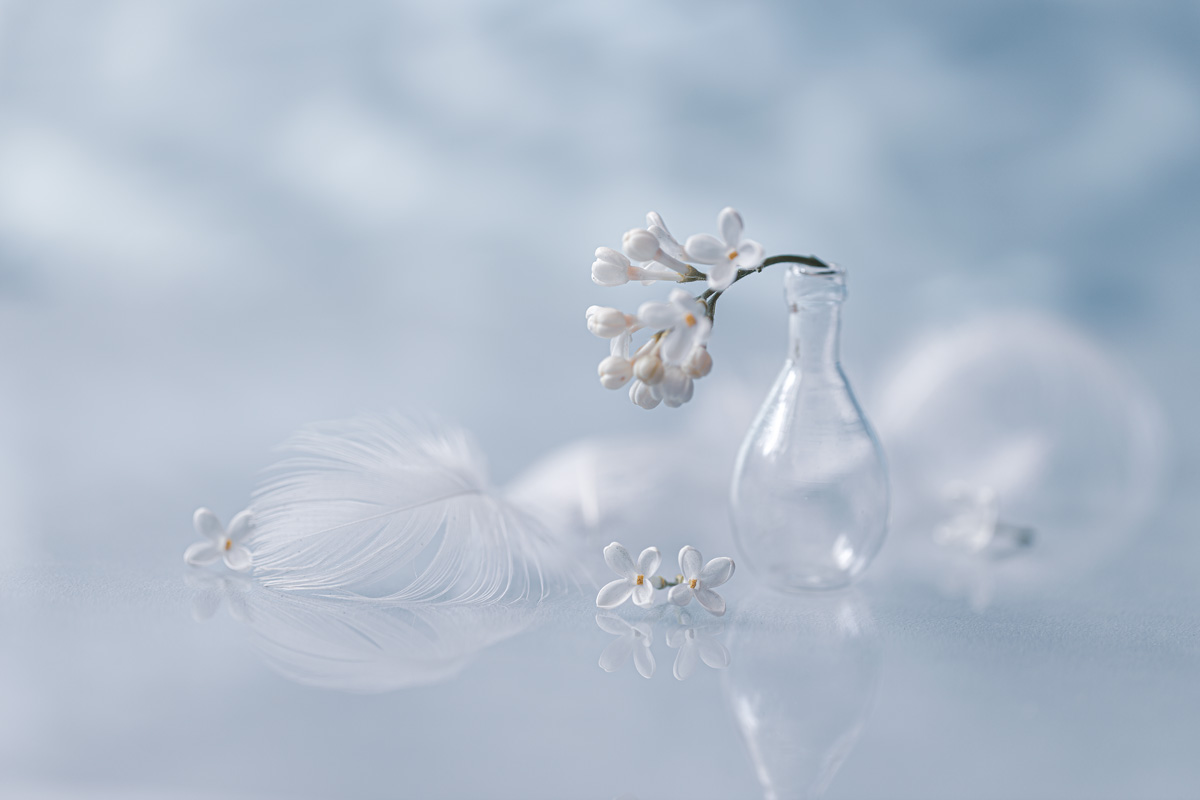 мелодия весенней сирени...