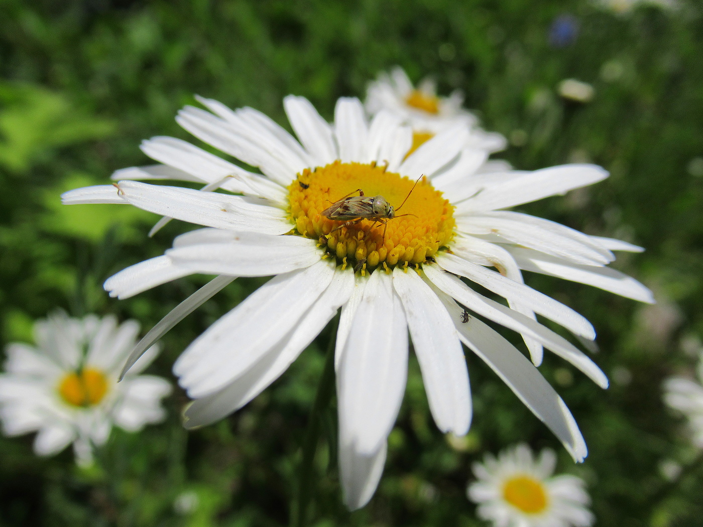 Цветок с клопиком