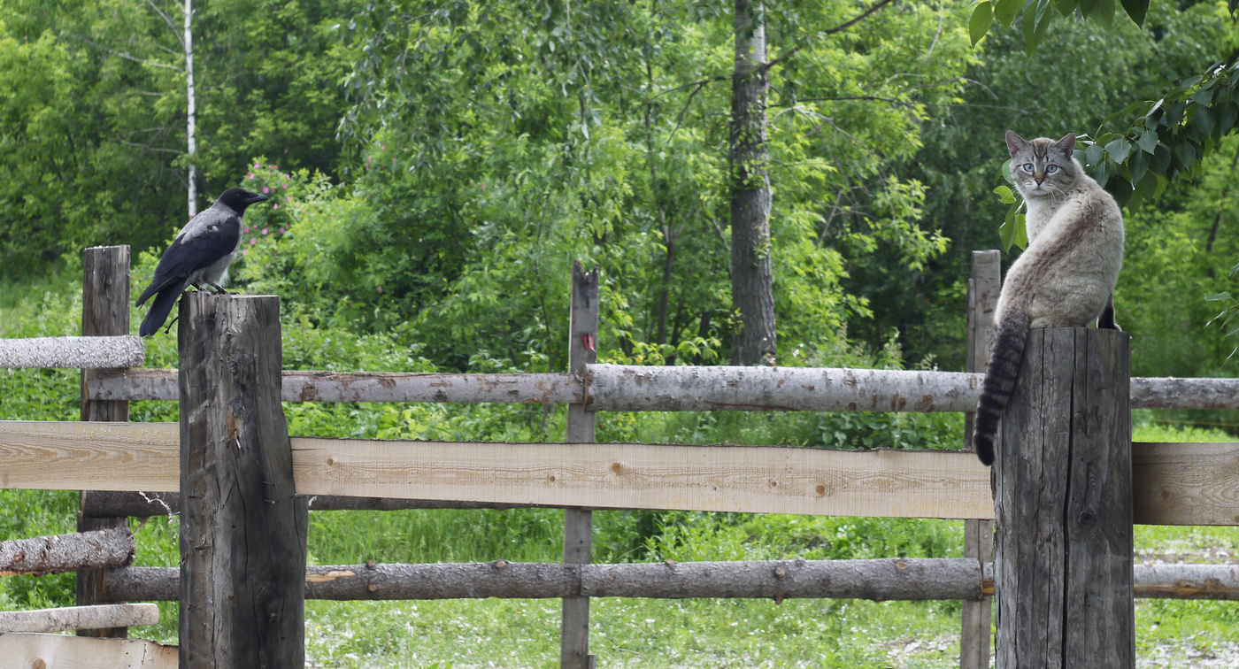 Кажется меня заметили...