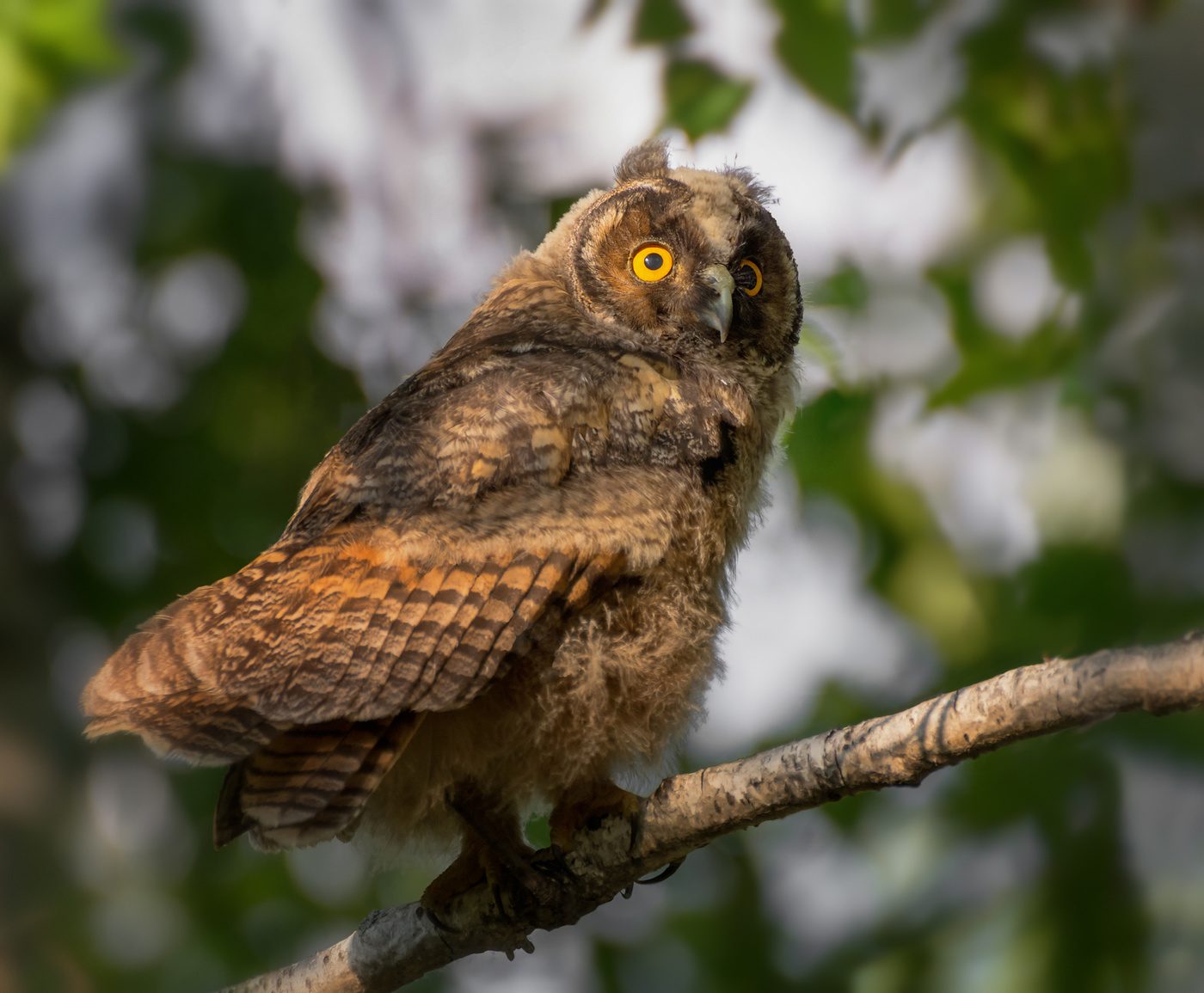 молодая сова..