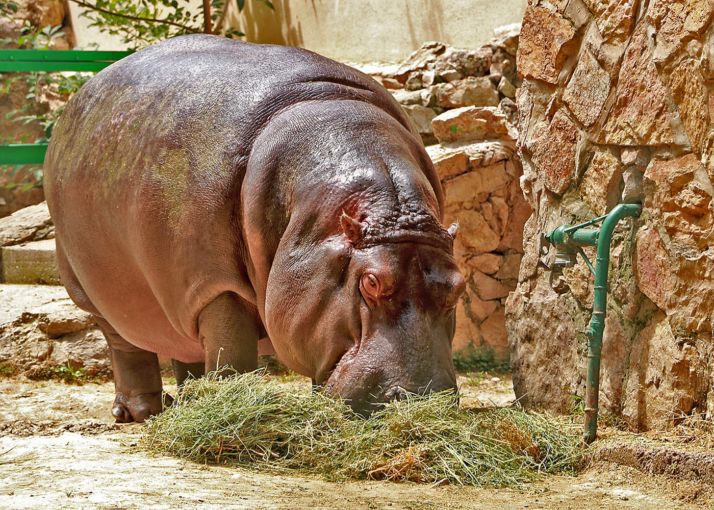 Хорошего бегемота должно быть много...