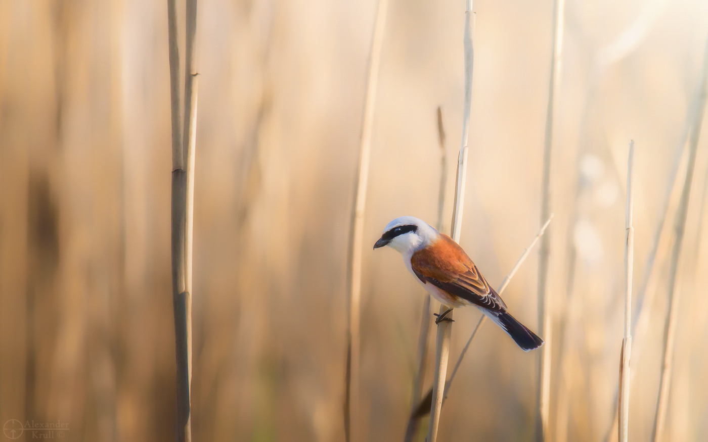 В естественной среде...