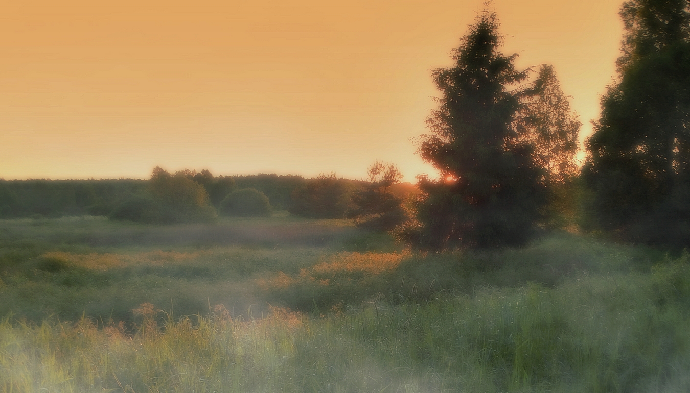 Вечерний июньский туман окутывает природу