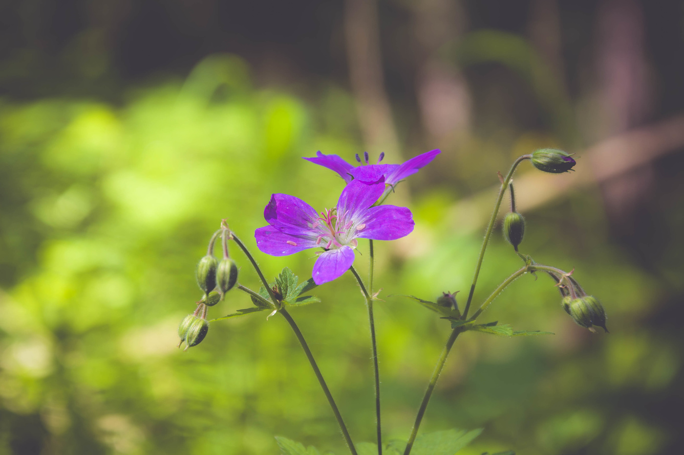 Герань лесная