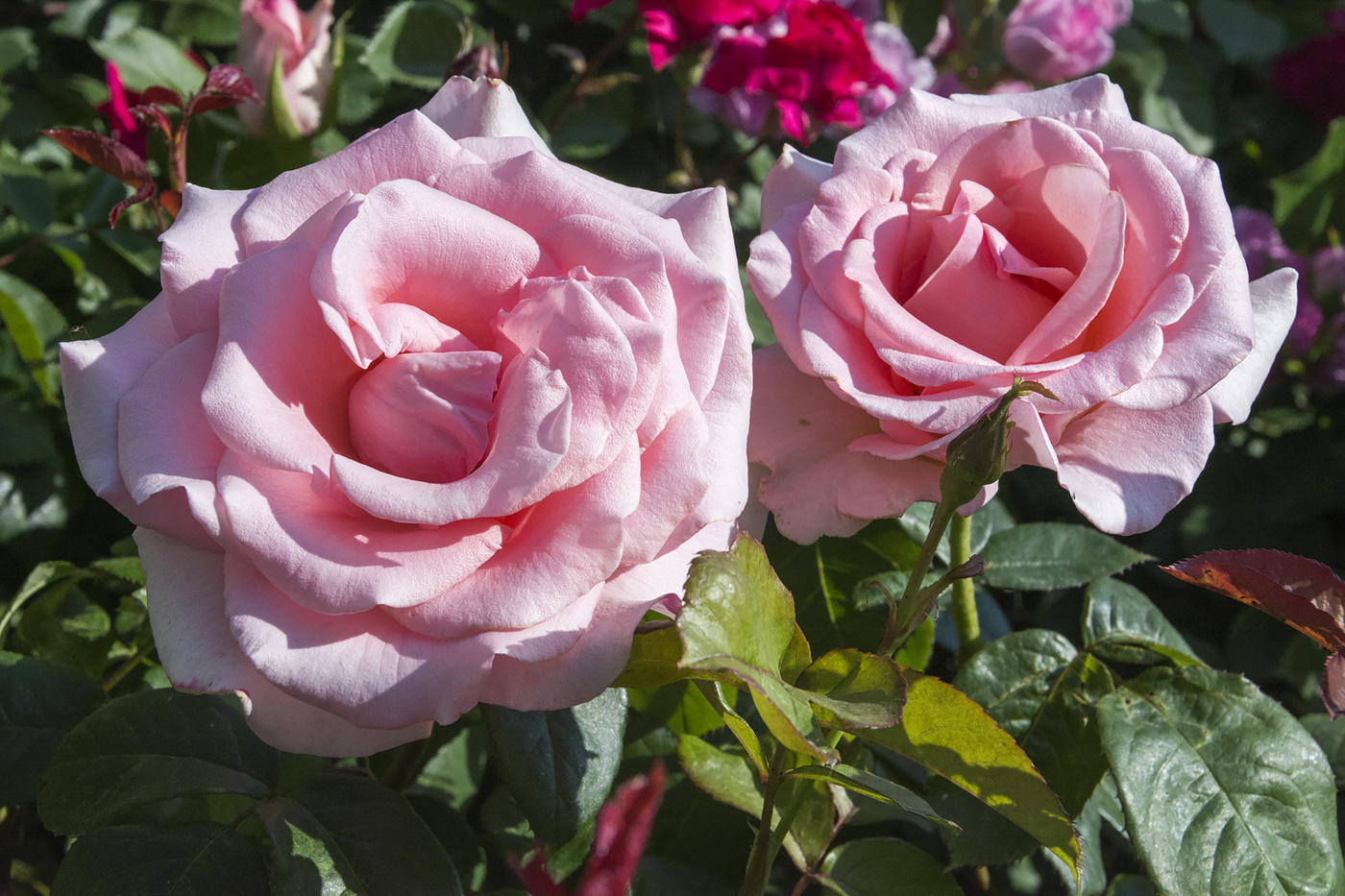 Розовые розы:)