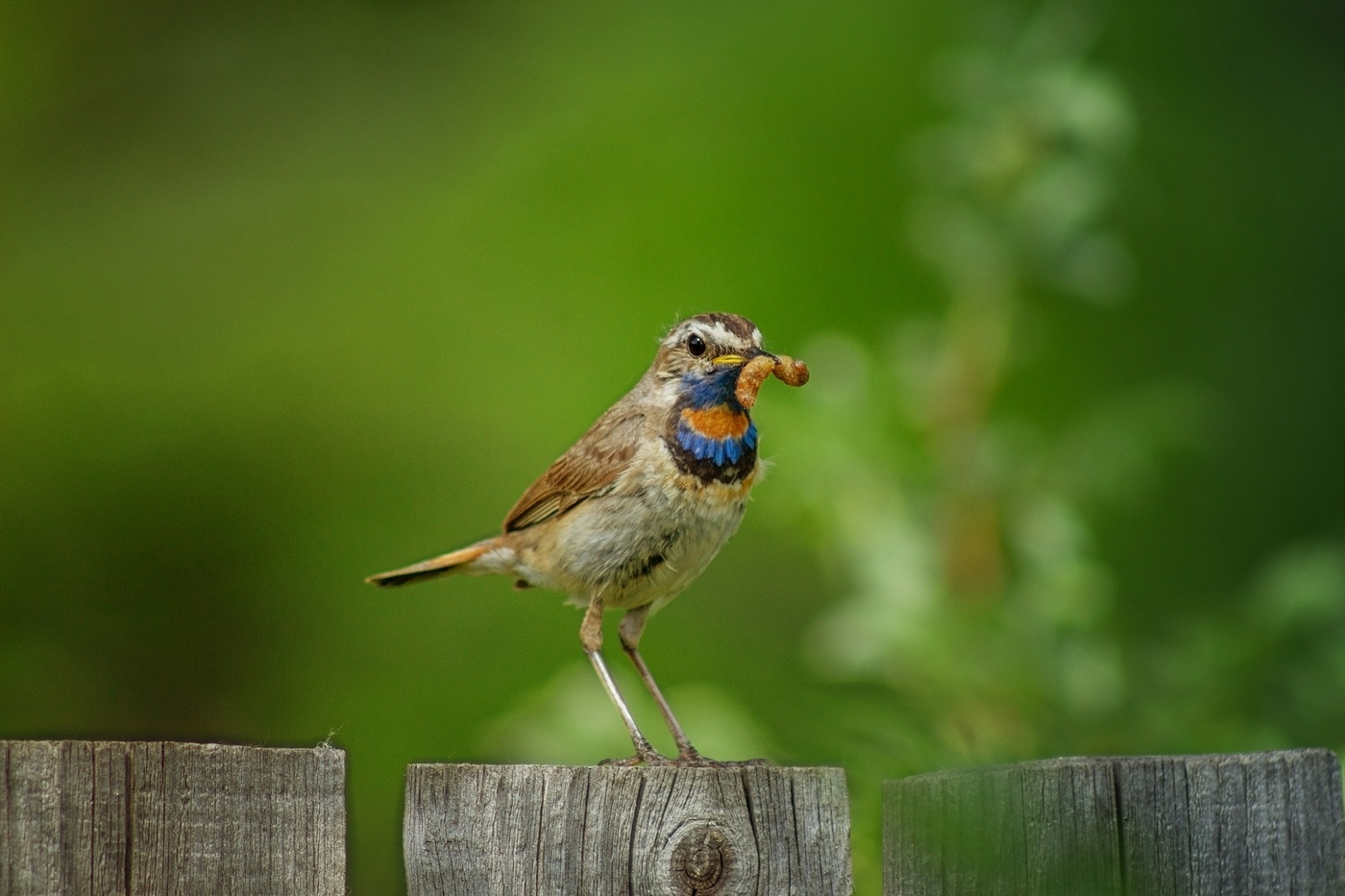 Колбаску к пиву не желаете?