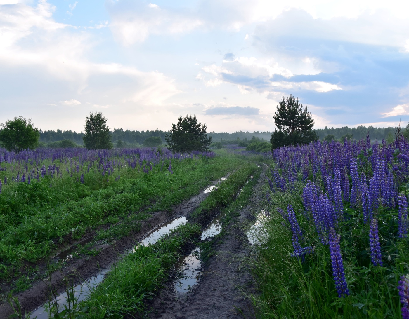 А на земле опять цветут люпины...