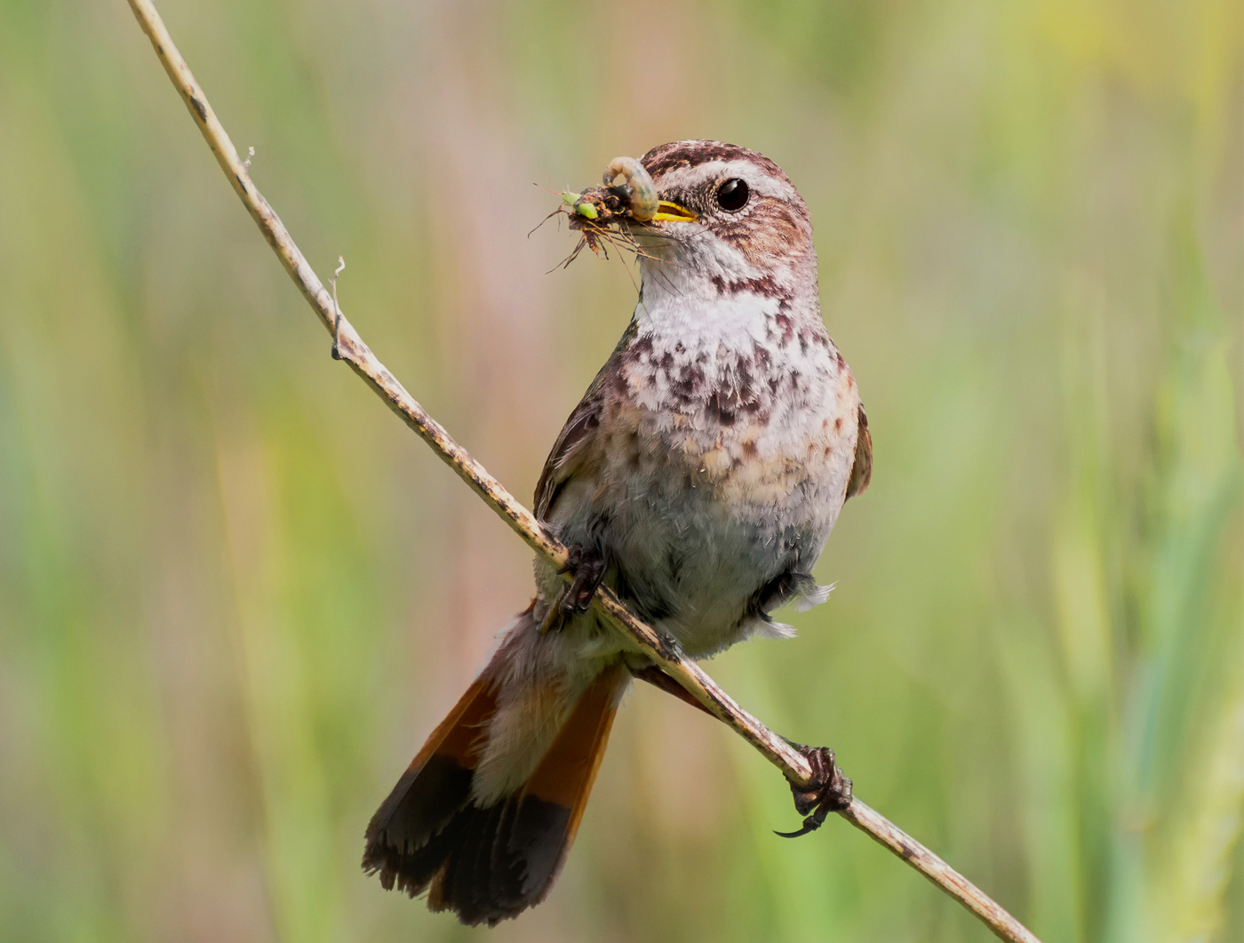 варакушка.. (самка)