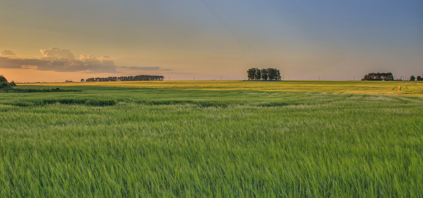 Родная землица,вечернее поле...