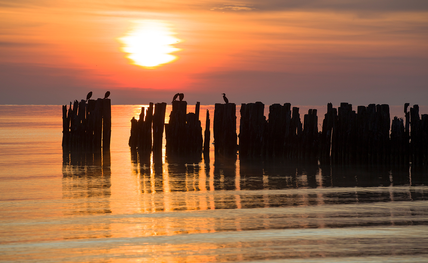 Бакланы Балтийского моря