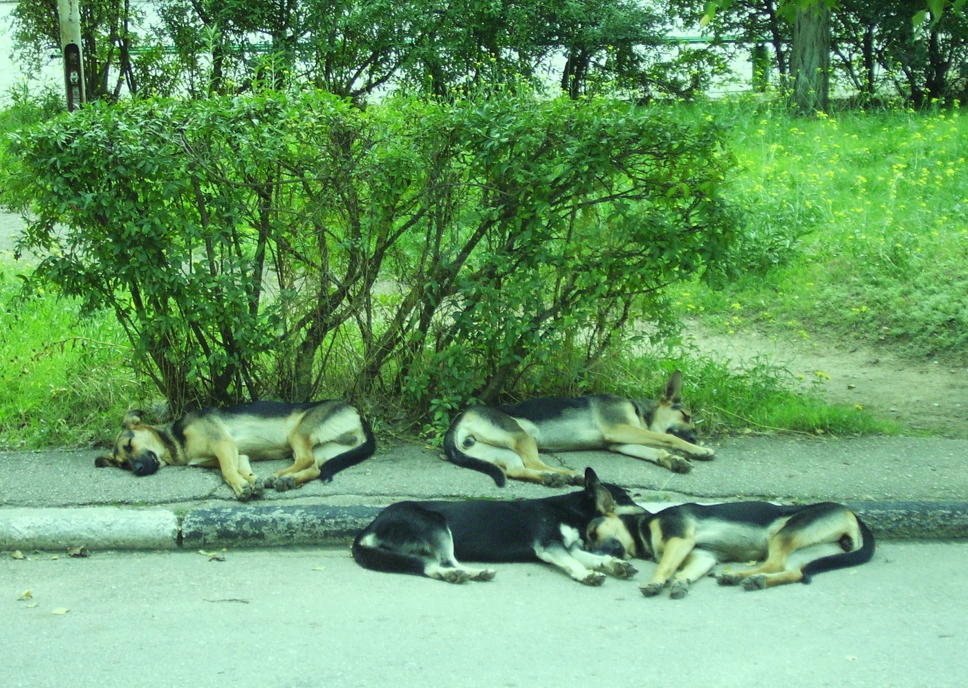 крымская сиеста )