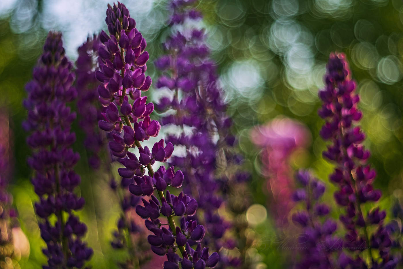 Краски лета