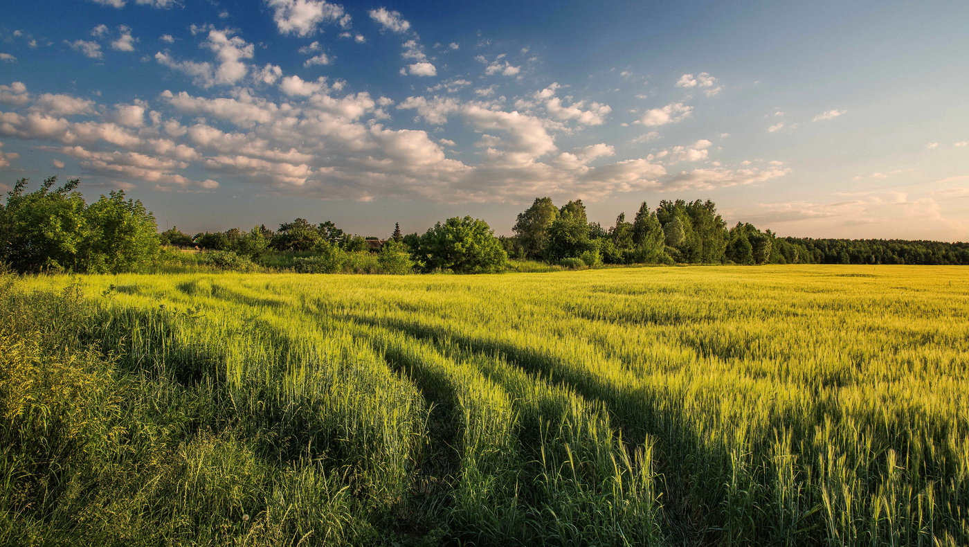 На краю деревни колосилась рожь...