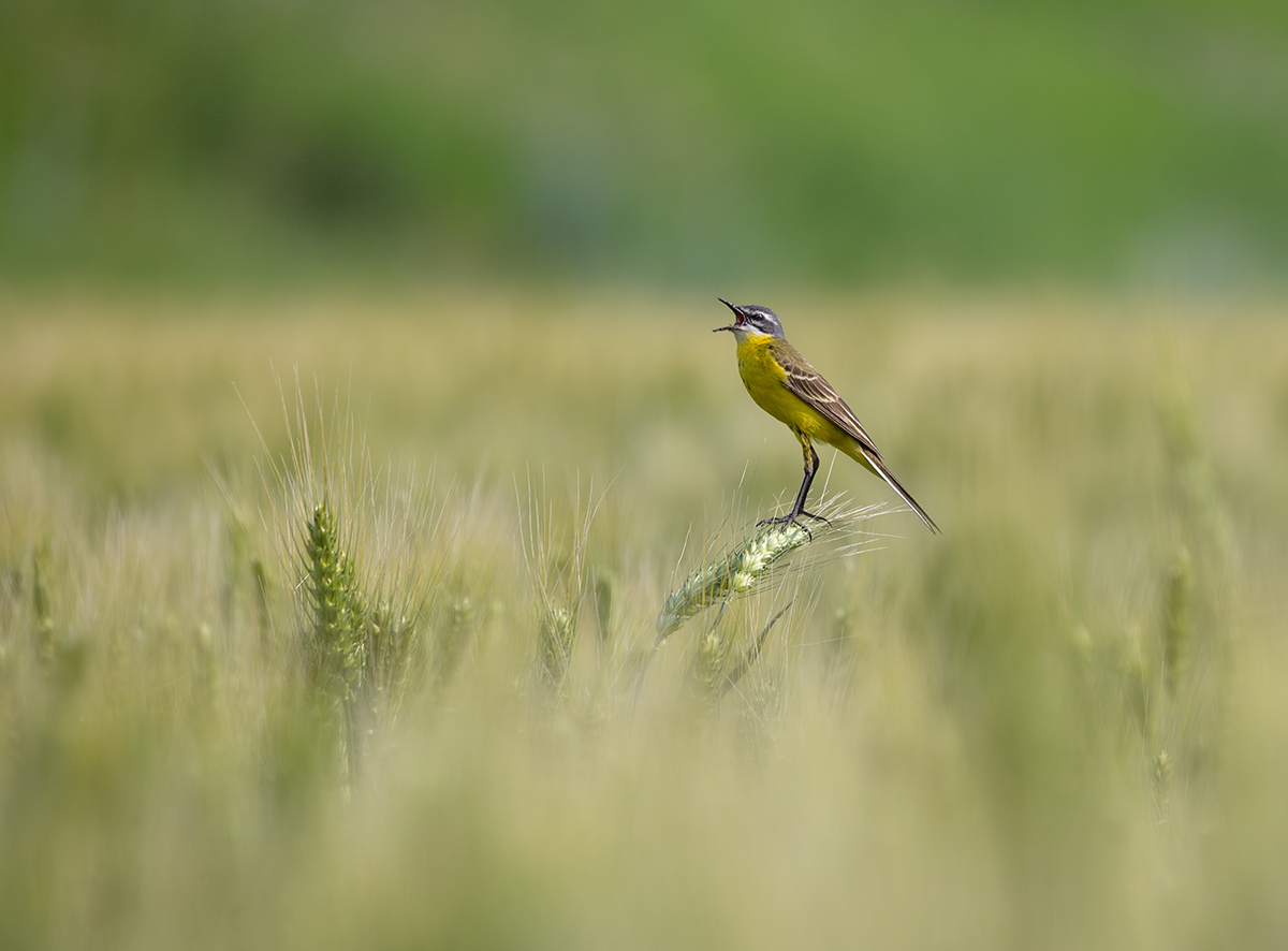 Хлеба налево...