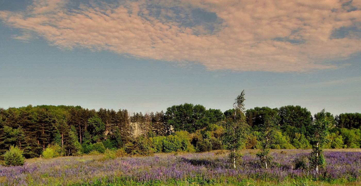 Цветущий июнь