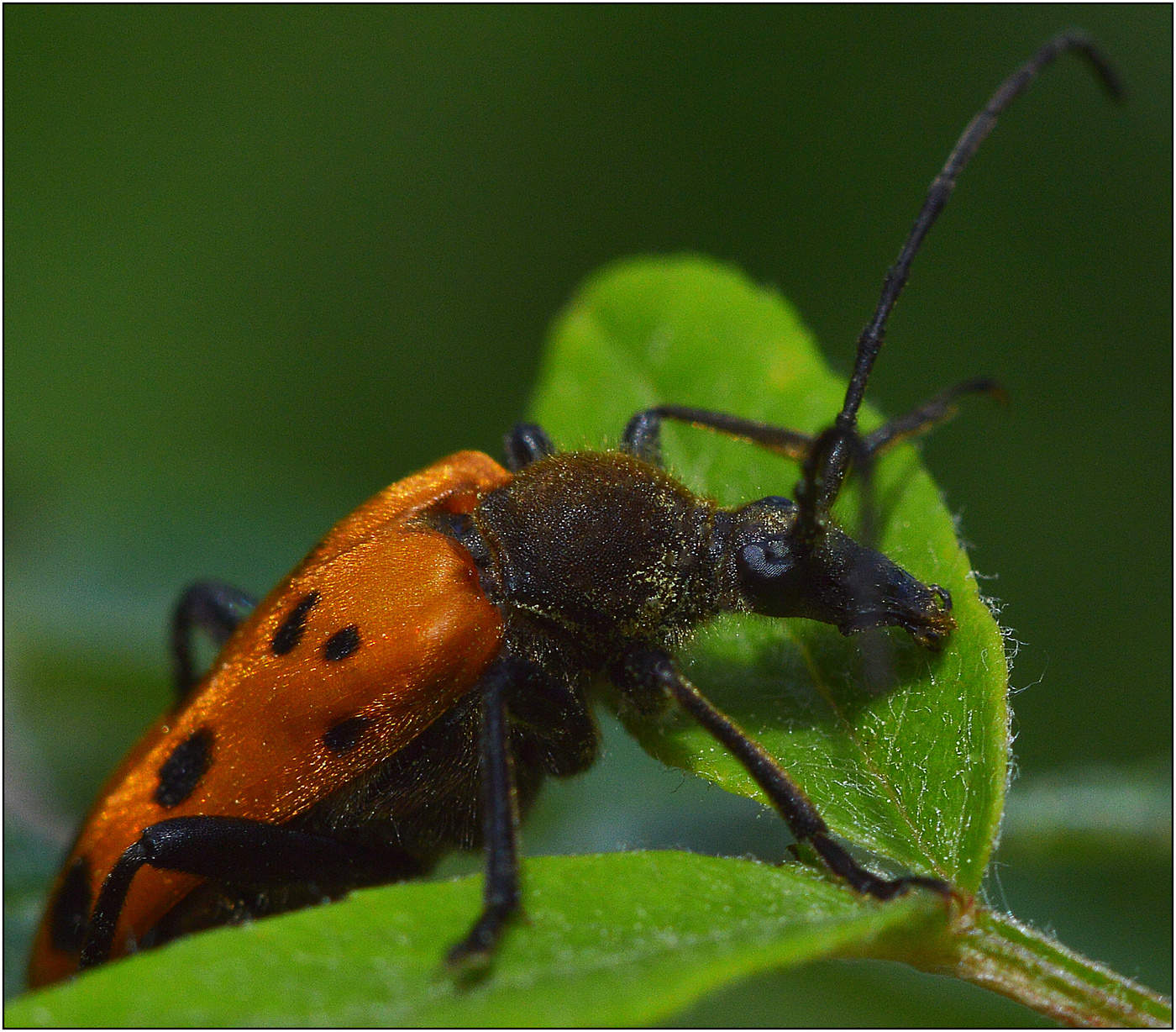Заботы летнего дня.
