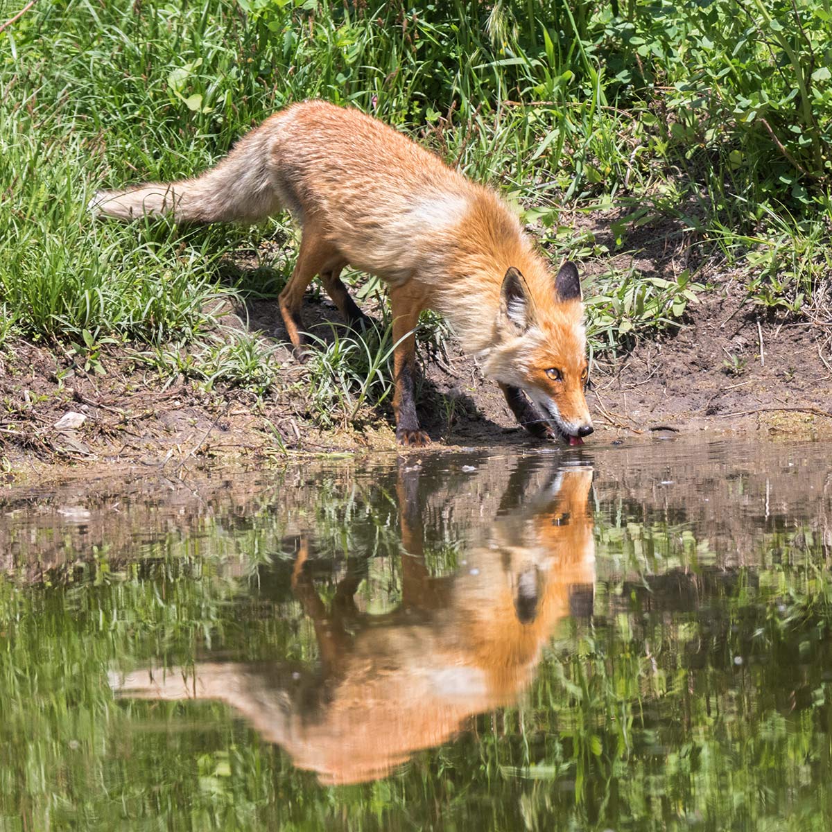 Жаркий день