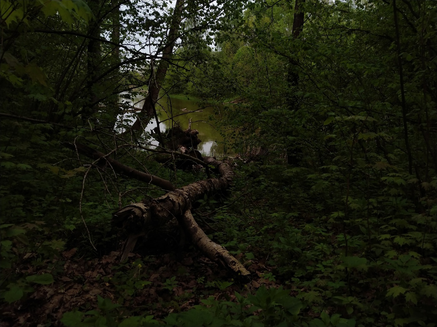 вечер на старом пруду