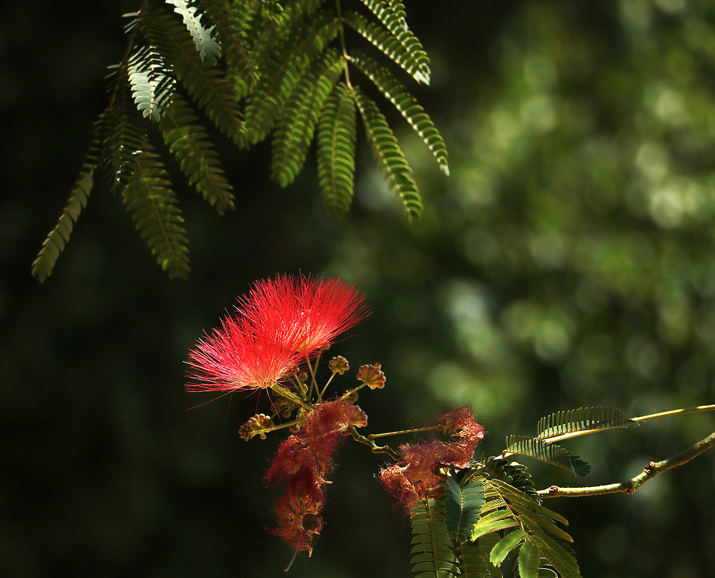 Огонек альбиции
