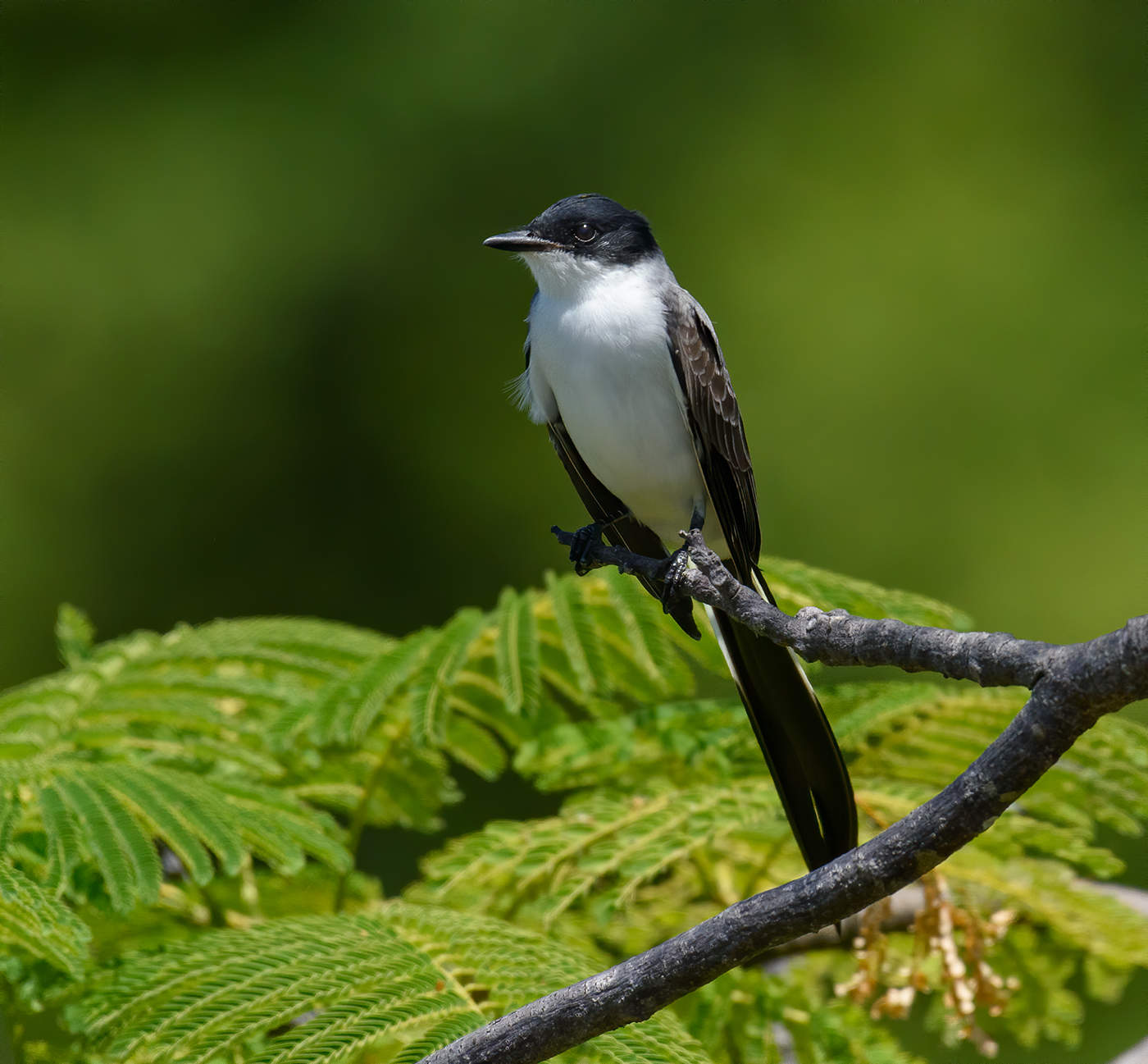 Fork-tailed Flycatcher