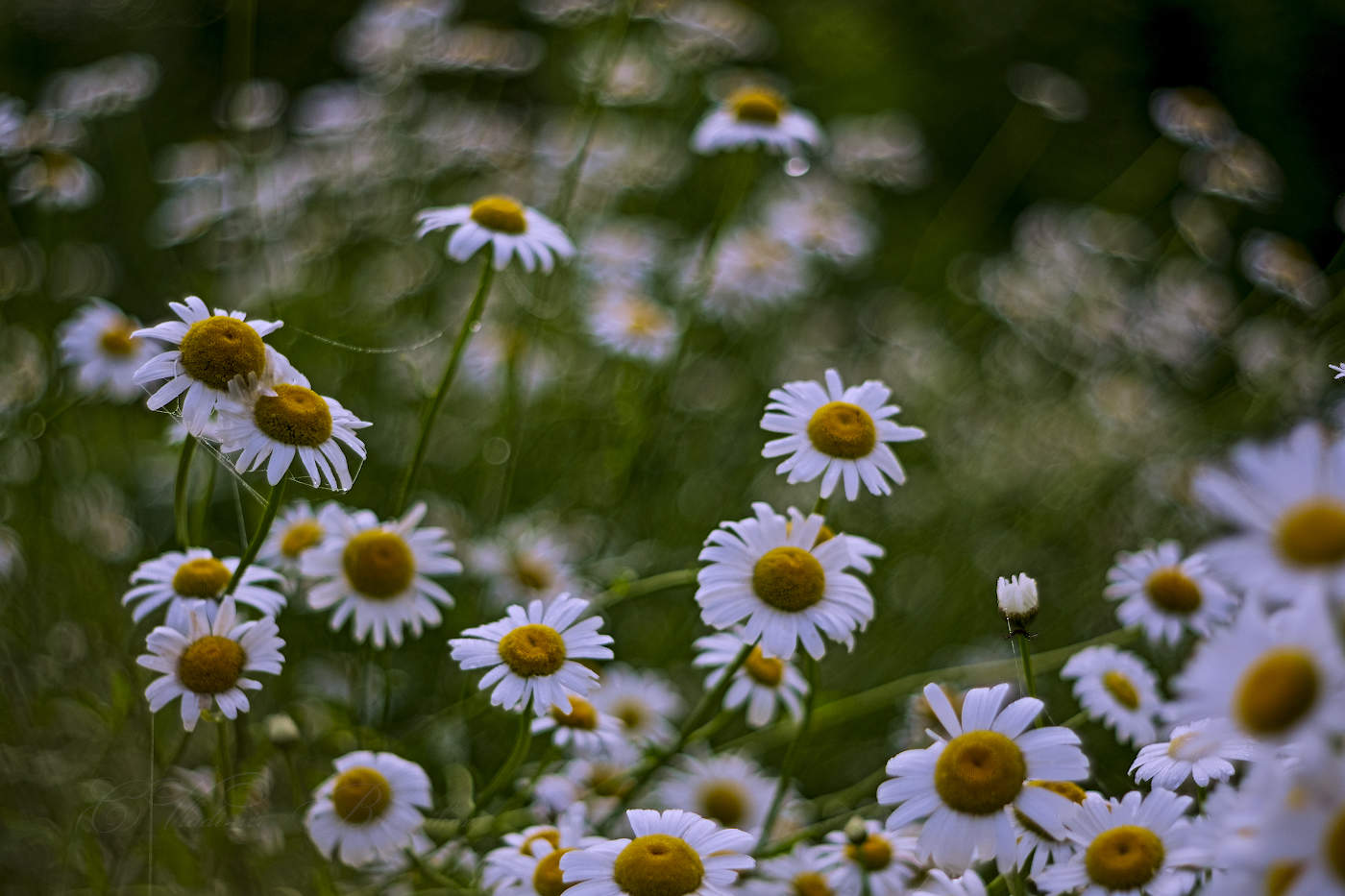 Часовые любви(Любит -не любит)