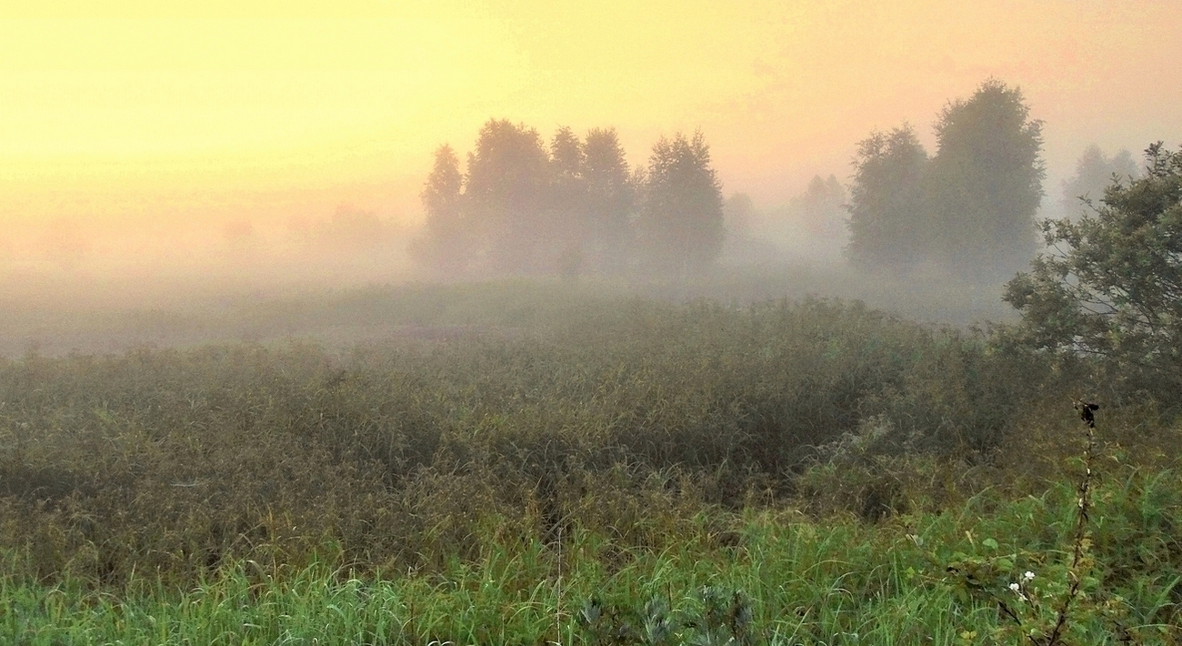 Туманный июньский вечер