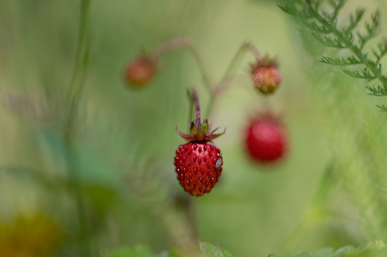 Пора за ягодами...