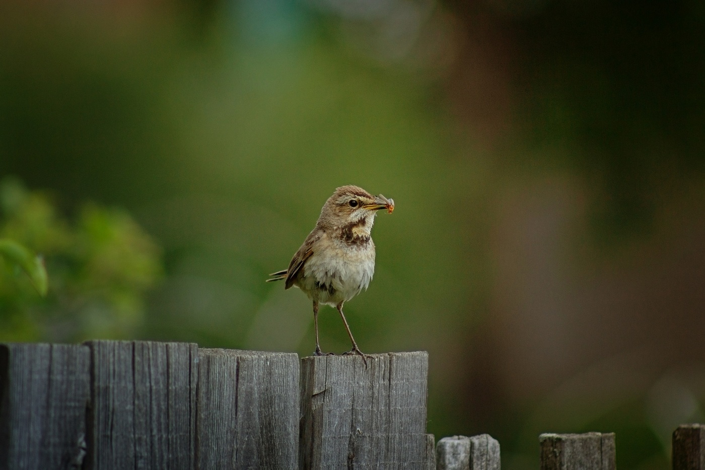 "Сонька - золотой клювик"