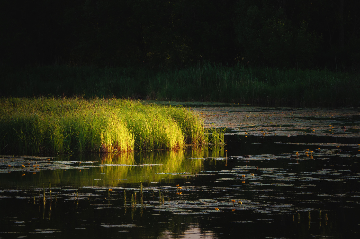 Evening sun rays on the grass