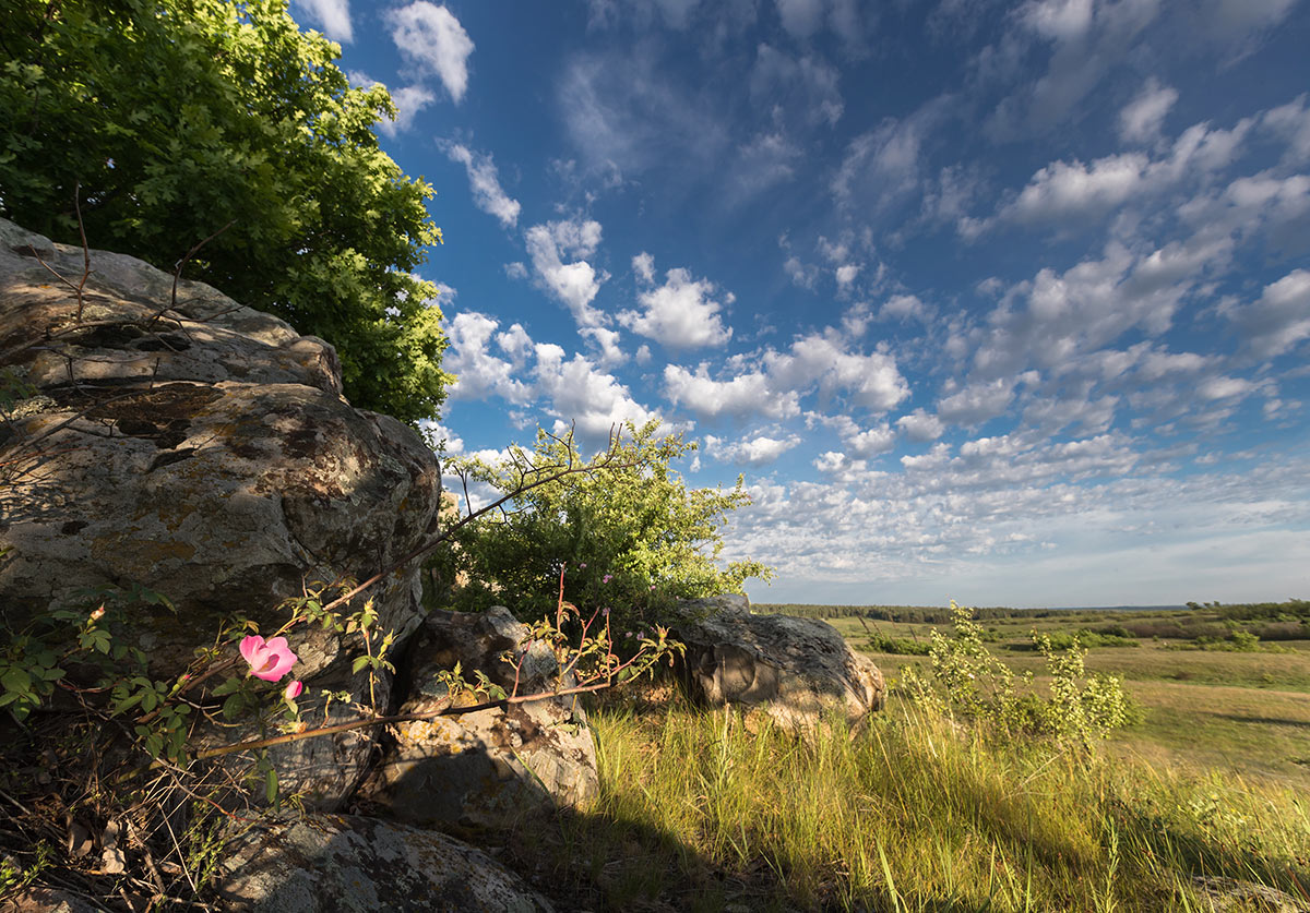 Когда цветет шиповник