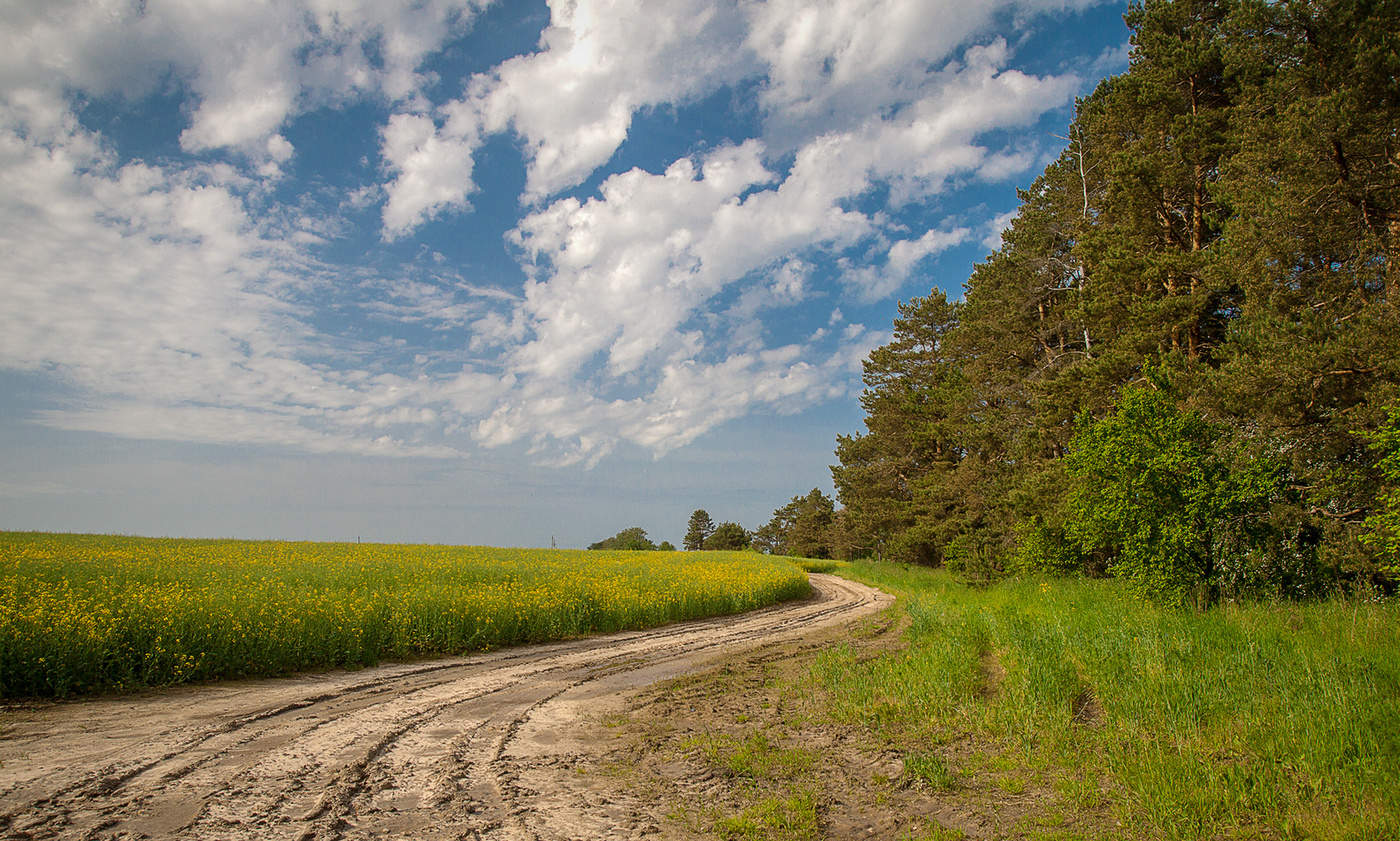 Рапсовое поле